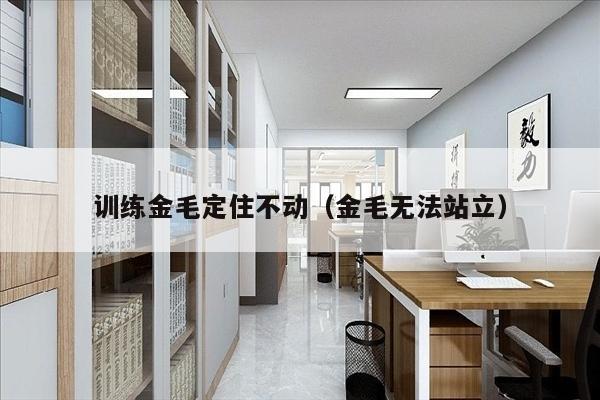 训练金毛定住不动（金毛无法站立）