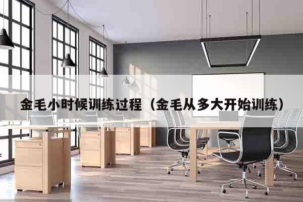 金毛小时候训练过程（金毛从多大开始训练）