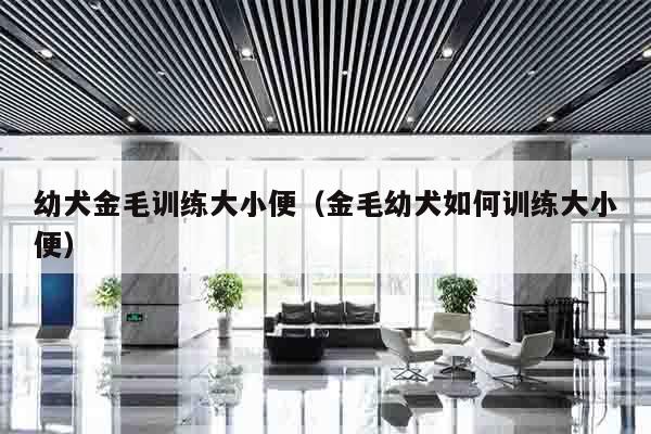幼犬金毛训练大小便（金毛幼犬如何训练大小便）