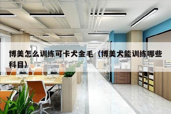 博美怎么训练可卡犬金毛（博美犬能训练哪些科目）