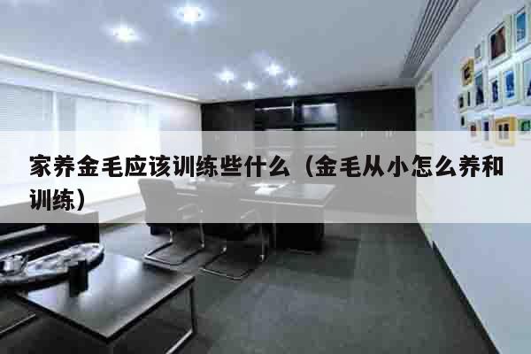 家养金毛应该训练些什么（金毛从小怎么养和训练）