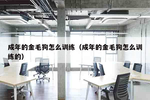 成年的金毛狗怎么训练（成年的金毛狗怎么训练的）