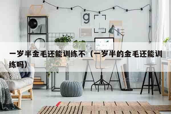 一岁半金毛还能训练不（一岁半的金毛还能训练吗）
