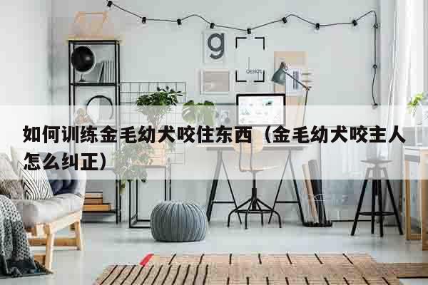 如何训练金毛幼犬咬住东西（金毛幼犬咬主人怎么纠正）