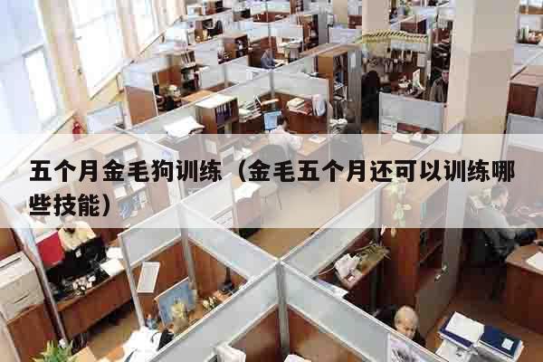 五个月金毛狗训练（金毛五个月还可以训练哪些技能）