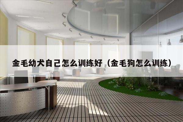 金毛幼犬自己怎么训练好（金毛狗怎么训练）