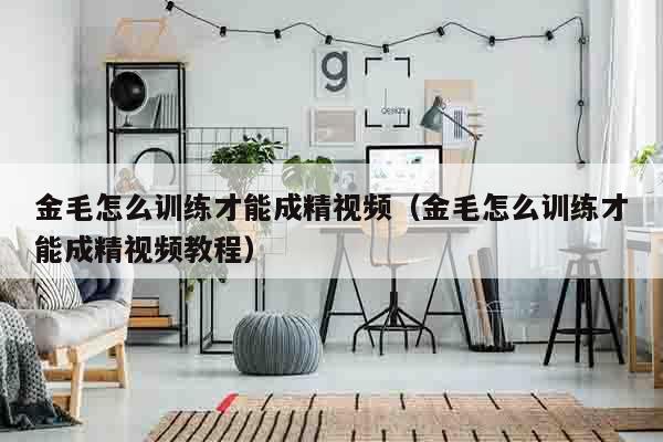 金毛怎么训练才能成精视频（金毛怎么训练才能成精视频教程）