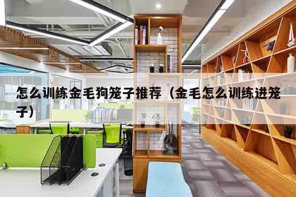 怎么训练金毛狗笼子推荐（金毛怎么训练进笼子）