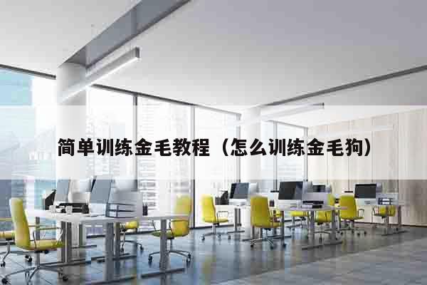 简单训练金毛教程（怎么训练金毛狗）