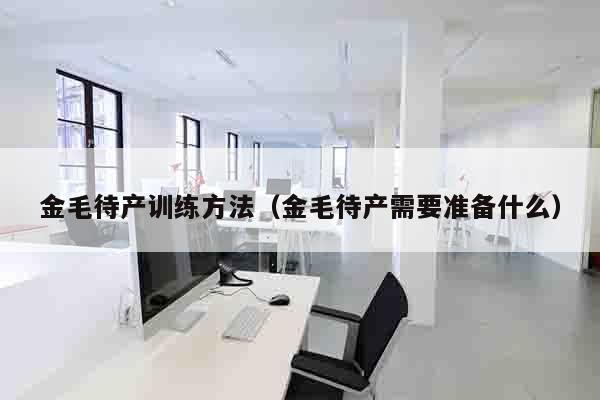 金毛待产训练方法（金毛待产需要准备什么）