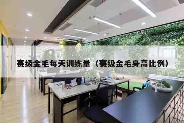 赛级金毛每天训练量（赛级金毛身高比例）