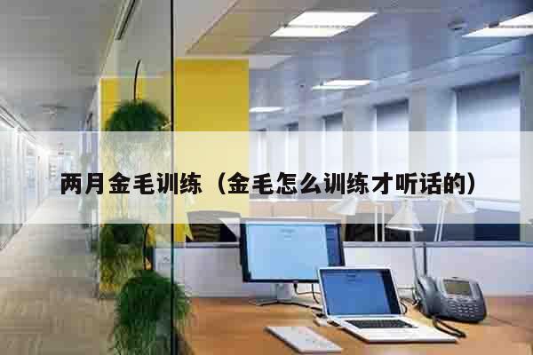 两月金毛训练（金毛怎么训练才听话的）