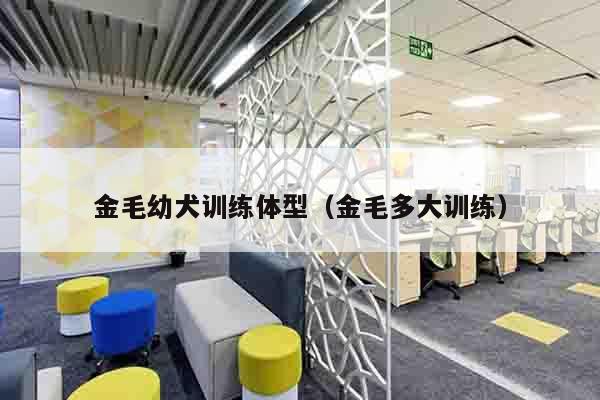 金毛幼犬训练体型（金毛多大训练）