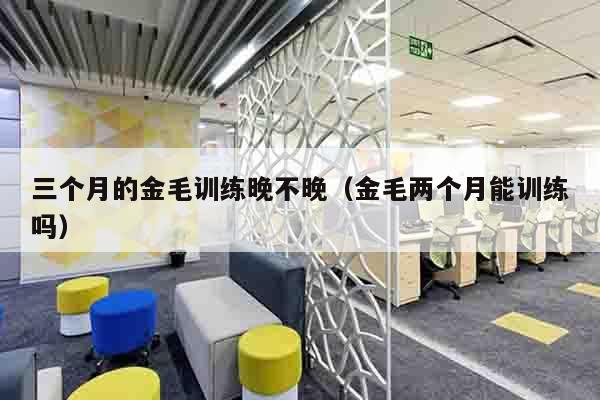 三个月的金毛训练晚不晚（金毛两个月能训练吗）