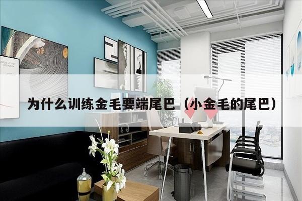 为什么训练金毛要端尾巴（小金毛的尾巴）