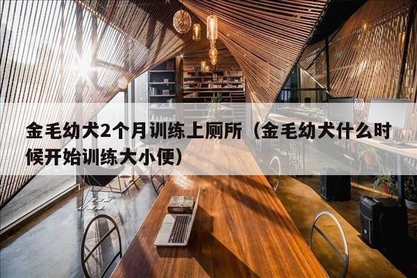 金毛幼犬2个月训练上厕所（金毛幼犬什么时候开始训练大小便）