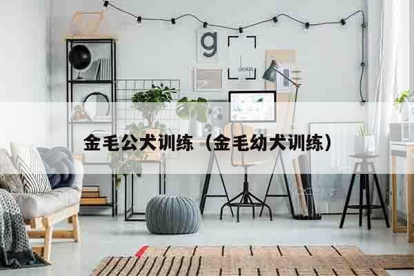 金毛公犬训练（金毛幼犬训练）