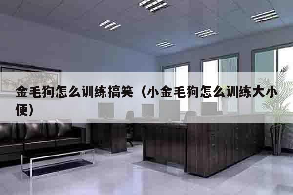 金毛狗怎么训练搞笑（小金毛狗怎么训练大小便）