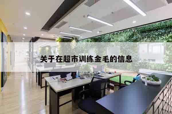 关于在超市训练金毛的信息