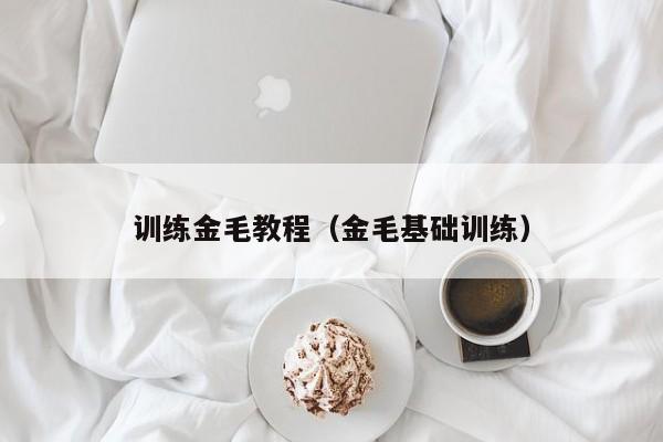 训练金毛教程（金毛基础训练）