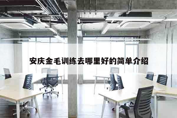 安庆金毛训练去哪里好的简单介绍