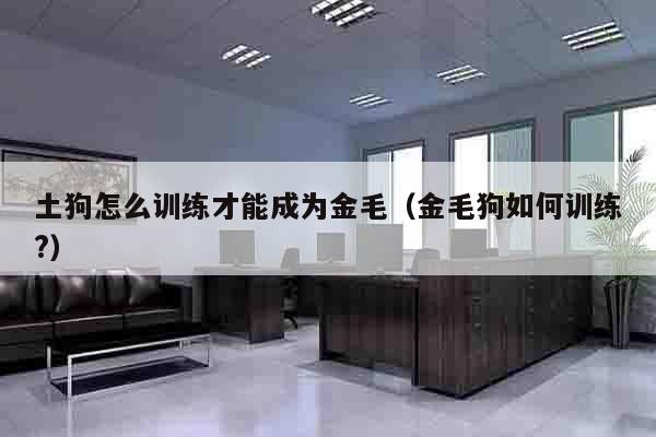 土狗怎么训练才能成为金毛（金毛狗如何训练?）