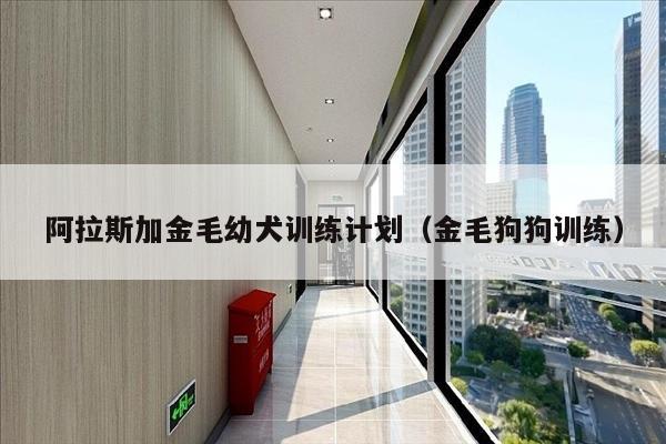 阿拉斯加金毛幼犬训练计划（金毛狗狗训练）