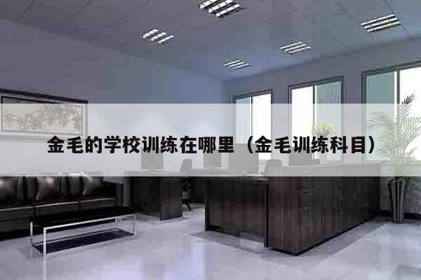 金毛的学校训练在哪里（金毛训练科目）