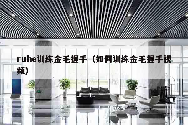 ruhe训练金毛握手（如何训练金毛握手视频）