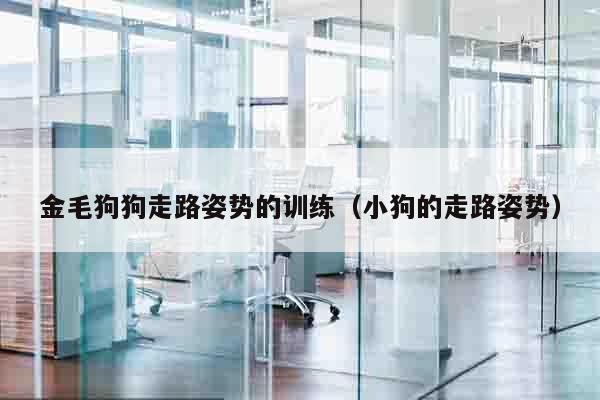 金毛狗狗走路姿势的训练（小狗的走路姿势）