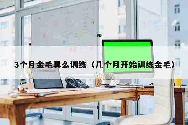 3个月金毛真么训练（几个月开始训练金毛）