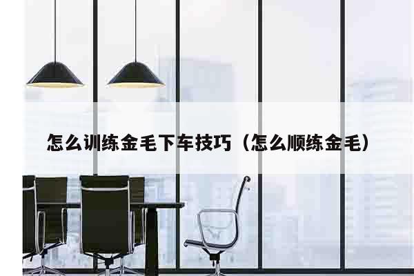怎么训练金毛下车技巧（怎么顺练金毛）