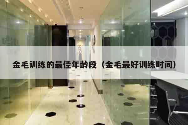 金毛训练的最佳年龄段（金毛最好训练时间）