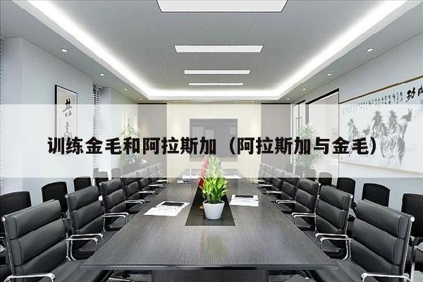 训练金毛和阿拉斯加（阿拉斯加与金毛）