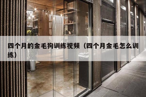 四个月的金毛狗训练视频（四个月金毛怎么训练）