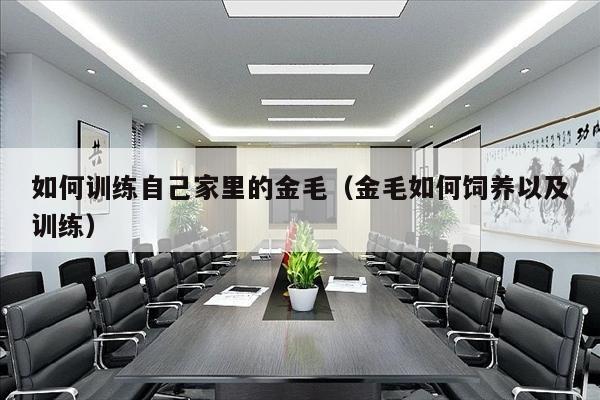 如何训练自己家里的金毛（金毛如何饲养以及训练）