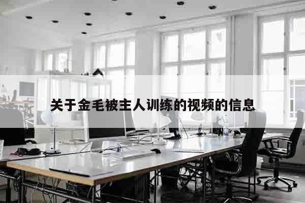 关于金毛被主人训练的视频的信息