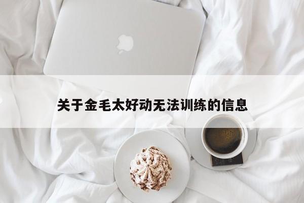 关于金毛太好动无法训练的信息