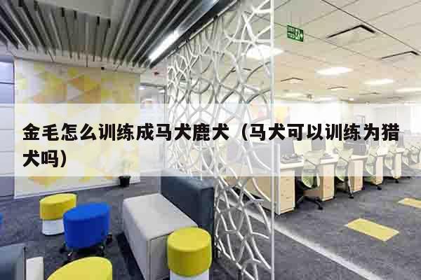 金毛怎么训练成马犬鹿犬（马犬可以训练为猎犬吗）