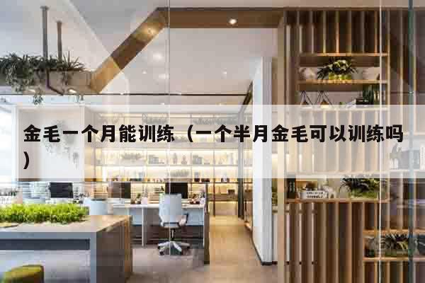 金毛一个月能训练（一个半月金毛可以训练吗）