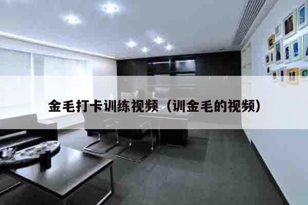 金毛打卡训练视频（训金毛的视频）