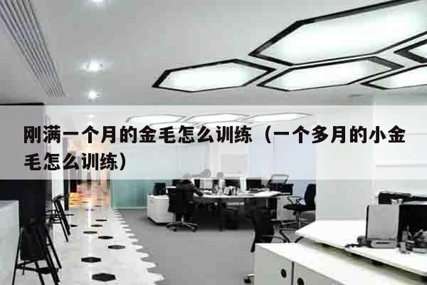 刚满一个月的金毛怎么训练（一个多月的小金毛怎么训练）