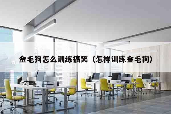 金毛狗怎么训练搞笑（怎样训练金毛狗）