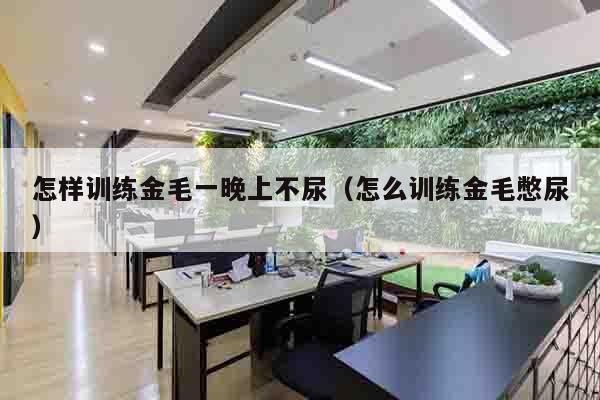 怎样训练金毛一晚上不尿（怎么训练金毛憋尿）