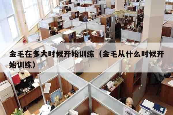 金毛在多大时候开始训练（金毛从什么时候开始训练）