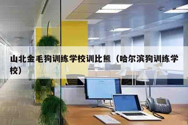 山北金毛狗训练学校训比熊（哈尔滨狗训练学校）