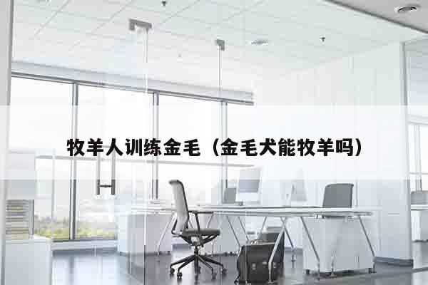 牧羊人训练金毛（金毛犬能牧羊吗）