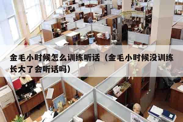 金毛小时候怎么训练听话（金毛小时候没训练长大了会听话吗）