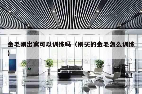金毛刚出窝可以训练吗（刚买的金毛怎么训练）