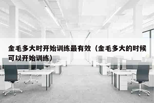 金毛多大时开始训练最有效（金毛多大的时候可以开始训练）